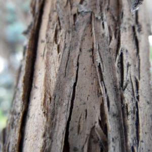 Photographie n°291723 du taxon Lonicera japonica Thunb. [1784]