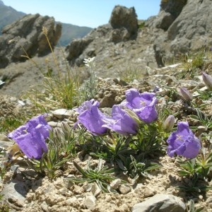 Photographie n°291764 du taxon Campanula alpestris All. [1773]