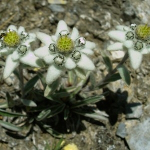 Leontopodium alpinum Cass. (Edelweiss)