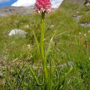 Photographie n°291778 du taxon Gymnadenia nigra f. corneliana