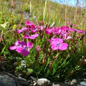 Photographie n°291780 du taxon Dianthus pavonius Tausch [1839]