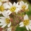  Sylvie ALCOUFFE  - Erophila verna (L.) Chevall.