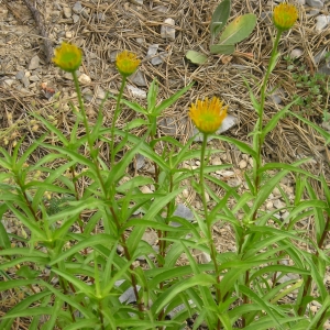 Photographie n°291832 du taxon Buphthalmum salicifolium L. [1753]