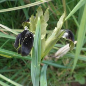 Iris tuberosa L. (Iris des serpents)