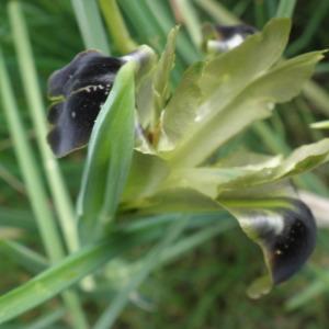 Photographie n°291876 du taxon Iris tuberosa L. [1753]