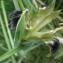   - Iris tuberosa L. [1753]