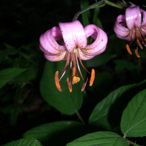 Photographie n°291931 du taxon Lilium martagon L. [1753]