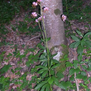 Photographie n°291932 du taxon Lilium martagon L. [1753]