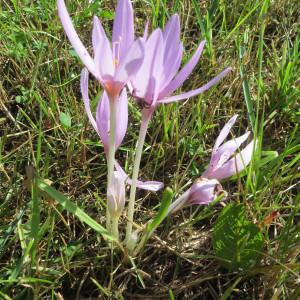 Photographie n°291946 du taxon Colchicum autumnale L. [1753]