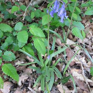 Photographie n°291971 du taxon Hyacinthoides non-scripta (L.) Chouard ex Rothm. [1944]