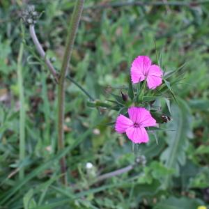 Photographie n°292060 du taxon Dianthus balbisii Ser. [1824]