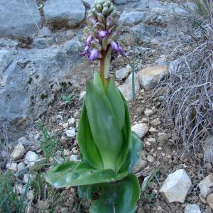Photographie n°292076 du taxon Himantoglossum robertianum (Loisel.) P.Delforge [1999]
