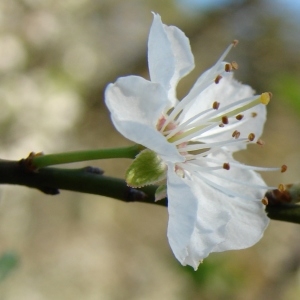 Photographie n°292089 du taxon Prunus domestica L. [1753]
