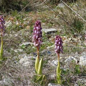 Photographie n°292107 du taxon Himantoglossum robertianum (Loisel.) P.Delforge [1999]