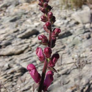 Photographie n°292108 du taxon Antirrhinum majus L. [1753]