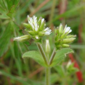 Photographie n°292121 du taxon Cerastium glomeratum Thuill. [1799]