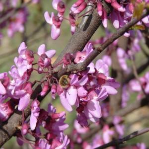 Photographie n°292141 du taxon Cercis siliquastrum L. [1753]