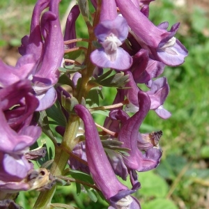 Photographie n°292150 du taxon Corydalis solida (L.) Clairv.