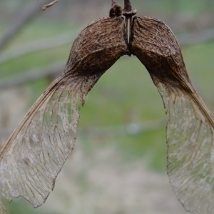 Photographie n°292157 du taxon Acer pseudoplatanus L. [1753]