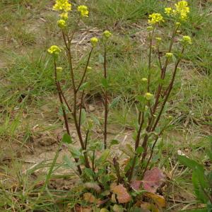 Photographie n°292256 du taxon Sinapis arvensis L.