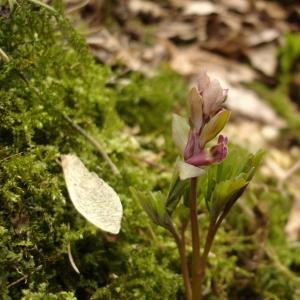 Photographie n°292261 du taxon Corydalis cava (L.) Schweigg. & Körte [1811]