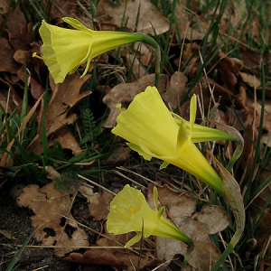 Photographie n°292299 du taxon Narcissus bulbocodium L. [1753]