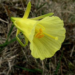 Narcissus bulbocodium L. (Trompette de méduse)