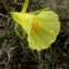  Guy LIBANTE - Narcissus bulbocodium L. [1753]