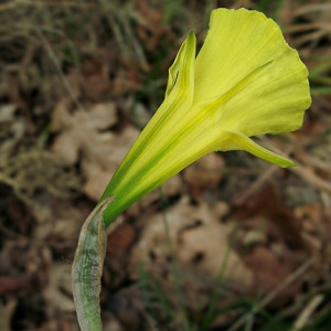 Photographie n°292301 du taxon Narcissus bulbocodium L. [1753]