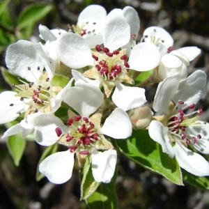 Photographie n°292328 du taxon Pyrus spinosa Forssk. [1775]