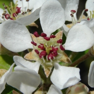 Photographie n°292332 du taxon Pyrus spinosa Forssk. [1775]