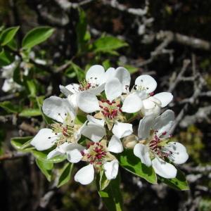 Photographie n°292333 du taxon Pyrus spinosa Forssk. [1775]