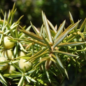 Photographie n°292336 du taxon Juniperus communis L. [1753]