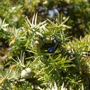 Photographie n°292337 du taxon Juniperus communis L. [1753]