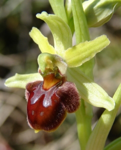 Paul Fabre, le  6 avril 2014 (Joncels)