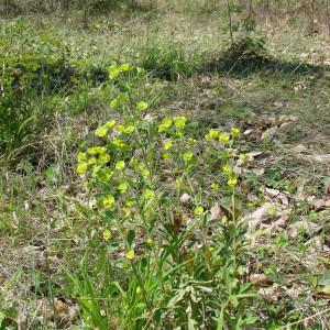 Photographie n°292344 du taxon Euphorbia amygdaloides L. [1753]