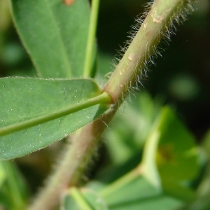 Photographie n°292348 du taxon Euphorbia amygdaloides L. [1753]