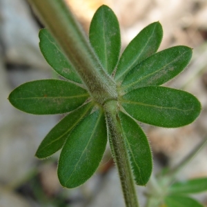 Photographie n°292367 du taxon Galium mollugo L. [1753]