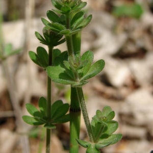 Photographie n°292368 du taxon Galium mollugo L. [1753]