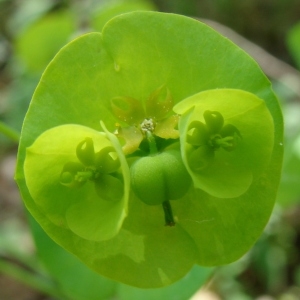 Photographie n°292375 du taxon Euphorbia amygdaloides L. [1753]