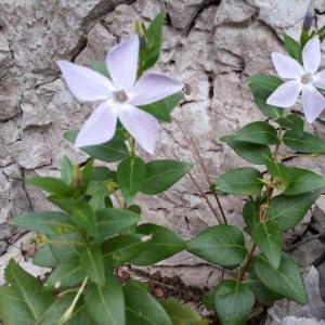 Photographie n°292430 du taxon Vinca difformis Pourr. [1788]