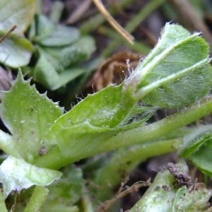 Photographie n°292465 du taxon Medicago arabica (L.) Huds. [1762]