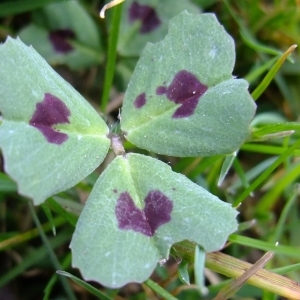 Photographie n°292467 du taxon Medicago arabica (L.) Huds. [1762]