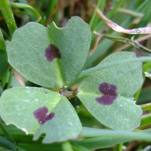 Photographie n°292468 du taxon Medicago arabica (L.) Huds. [1762]