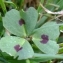  Yoan Martin - Medicago arabica (L.) Huds. [1762]