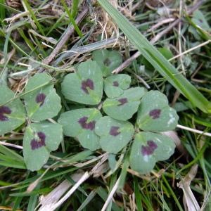 Photographie n°292469 du taxon Medicago arabica (L.) Huds. [1762]