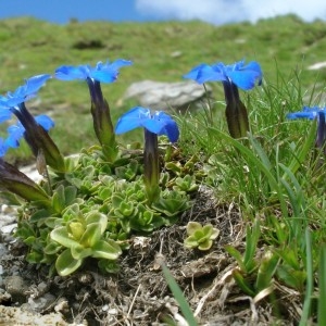 Photographie n°292535 du taxon Gentiana verna L. [1753]