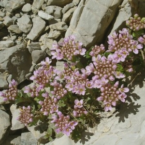 Photographie n°292537 du taxon Noccaea rotundifolia (L.) Moench [1802]