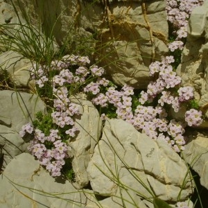 Photographie n°292538 du taxon Petrocallis pyrenaica (L.) R.Br. [1812]