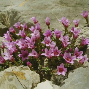 Saxifraga oppositifolia var. murithiana (Tissière) Braun-Blanq. (Saxifrage à feuilles opposées)